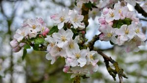 flower, apple blossoms, branch-7859865.jpg